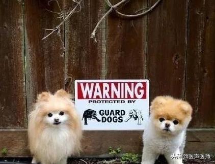 小型银狐犬图片:银狐犬最低价格是多少？你觉得怎么样？ 银狐犬小时候图片