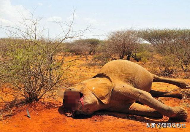 大象没有象牙就必死吗