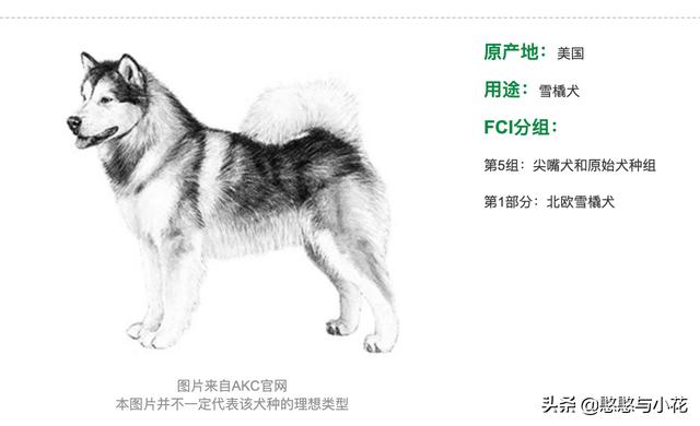 1岁阿拉斯加雪橇犬性格:1岁的公阿拉斯加犬为什么偏瘦，其它一切正常，求解？