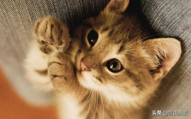 猫图:猫咪对不同的人会有区别吗？ 猫图片头像