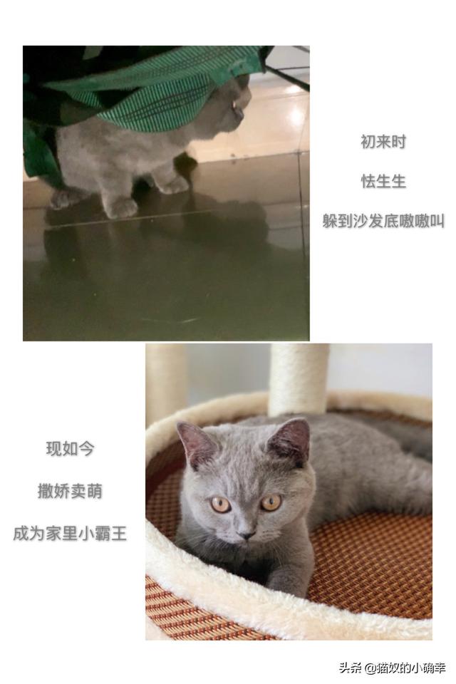 小花猫喵喵叫:小花猫喵喵叫是什么歌 刚来的小猫咪一直叫，怕生很委屈怎么办？