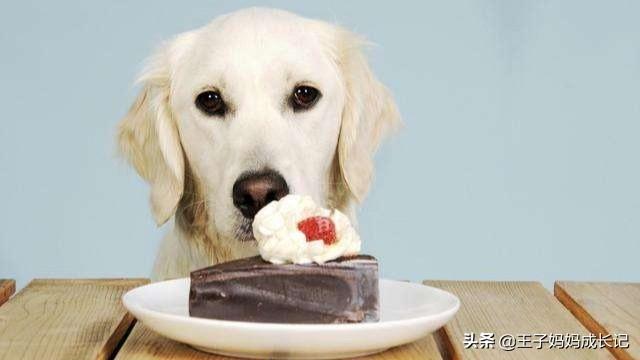 狗吃巧克力会死:狗狗吃了一点巧克力，该怎么办？