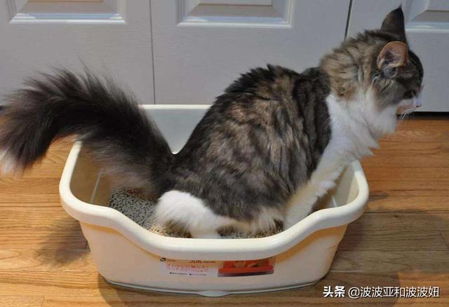 中低端猫粮排行榜:大年初三捡了只蓝白流浪猫，学生党我要买哪种猫粮？