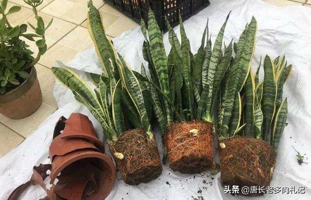 熟黄豆对虎皮兰的作用:虎皮兰的养殖方法是什么？