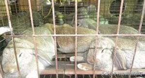 兔球虫病的症状:甲硝唑能治兔子球虫病吗？