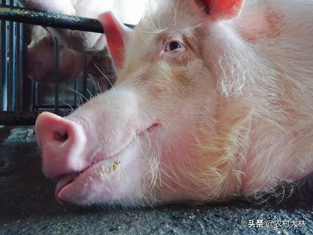 母猪生小孩:母猪正在生小猪浑身发抖，怎么回事