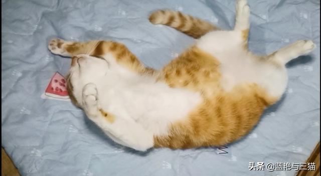 可爱宠物小猫咪:你们家的小猫咪晚上喜欢爬上你的床吗？ 我家的小宠物小猫咪