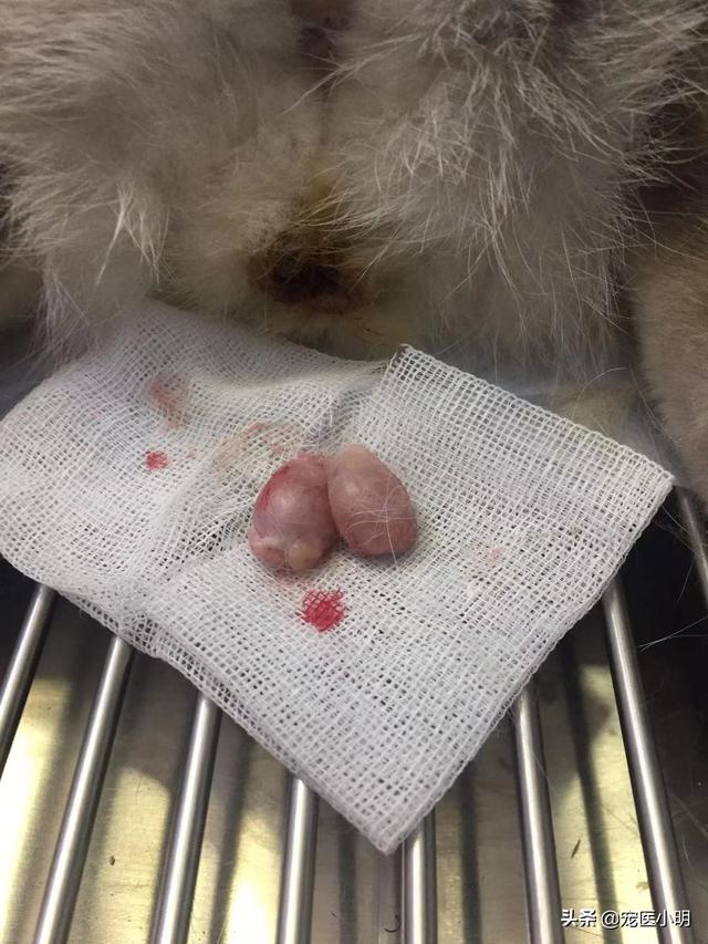 公猫发情期能绝育吗:猫咪正处于发情期可以做手术吗？