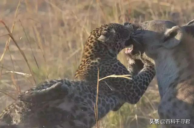 非洲豹是猎豹还是花豹:美洲豹非洲豹花豹猎豹豹子 有人说最厉害的花豹也打不过斑鬣狗，这是为什么？