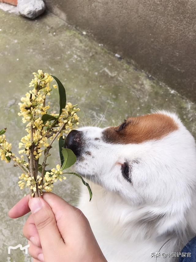江苏皇朝博美犬舍:蝴蝶犬与博美犬，一样是玩具犬，为什么养前者的人数却很少？