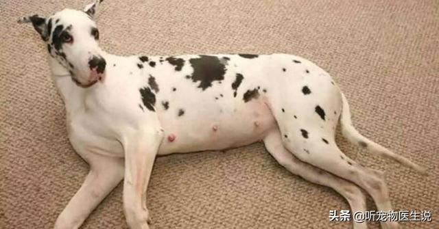 狗难产:阿拉斯加犬难生产用打催生针吗？