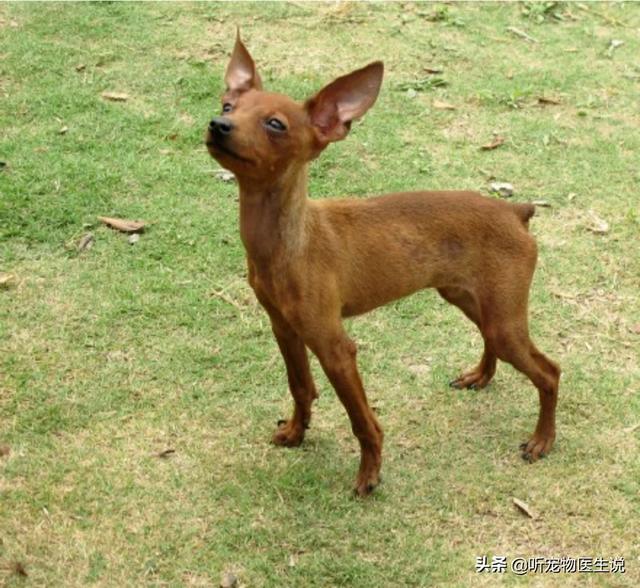 鹿犬:小鹿犬的腿打哆嗦，是怎么回事？是缺钙吗？ 鹿犬千万别养