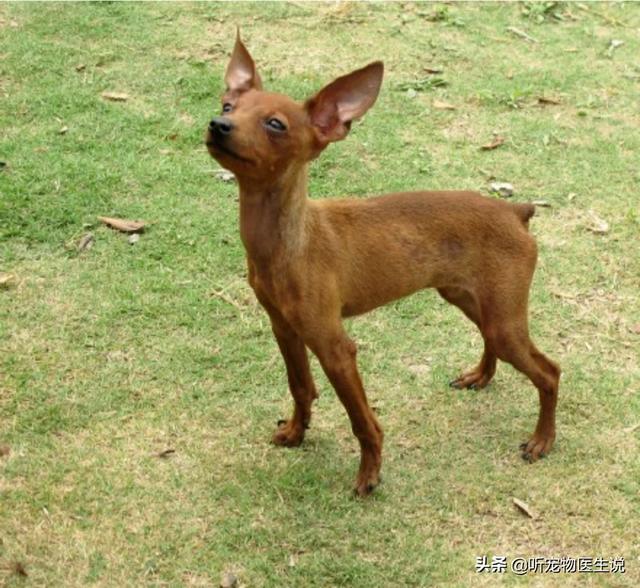 成都 鹿犬:小鹿犬的腿打哆嗦，是怎么回事？是缺钙吗？ 成都鹿犬