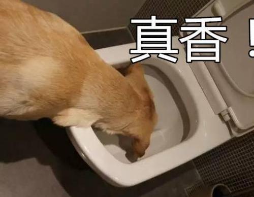 小狗吃自己的屎:狗狗吃便便的原因有哪些？怎么改正？