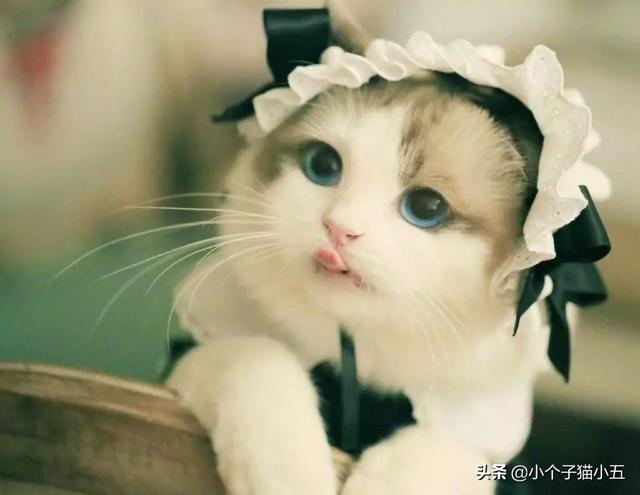 波斯猫儿 绝版视频:世界上最好看的猫是什么猫？