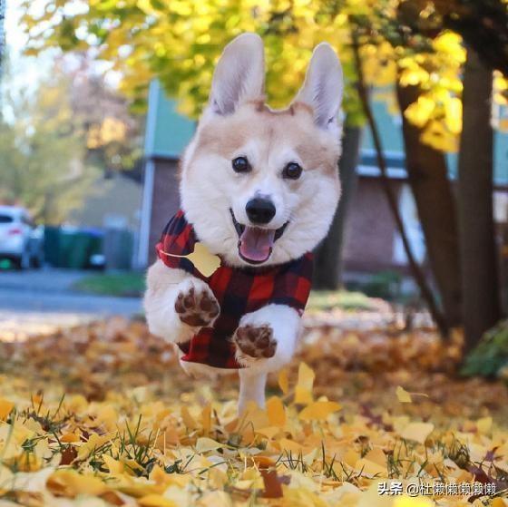 柯基犬图片:想养一只柯基犬，但是应该如何挑选？