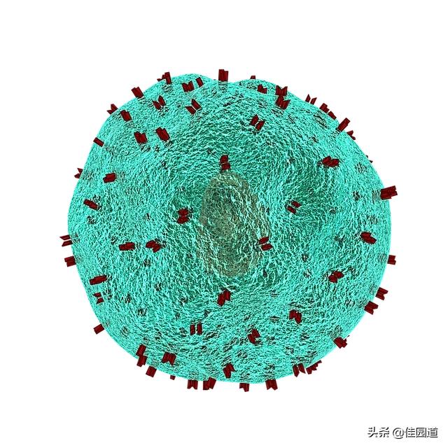 怎样增强自身免疫力:怎样增强自身免疫 身体免疫能力差的表现有哪些？如何提高自身的免疫能力？