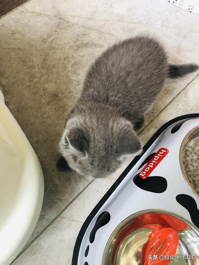 新手养猫注意事项两个月:不到两个月的小猫可以接回家养吗？ 新手养猫注意事项攻略