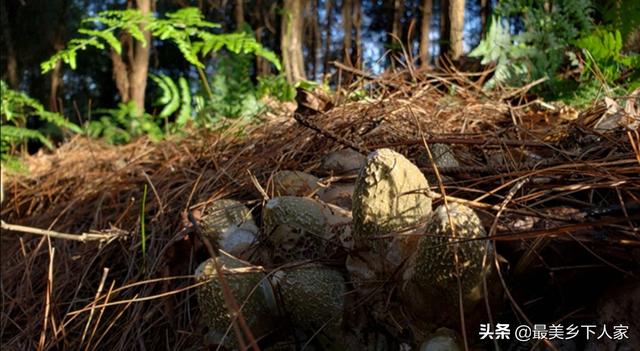 云南野生菌,云南野生菌，该怎么销售出去？