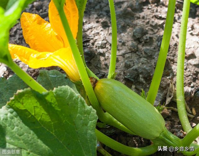 冬季种开花结果蔬菜 我们应该怎么授粉 如辣椒 茄子 四季豆等 乡音乡情的回答 头条问答