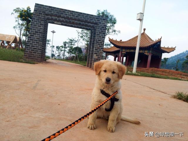 无脖牧羊犬遭弃 腾讯:遛狗时，最怕遇到什么样的事情？