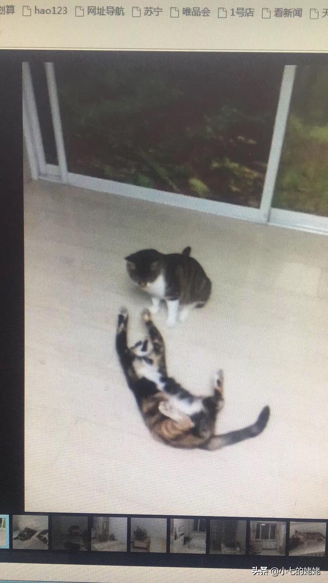 猫会说话:如果猫会说话，那会是怎样的情景？