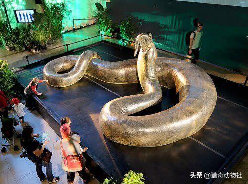 超级大蛇吞人:最胖的人1400斤被蛇吞了,蛇会怎样？