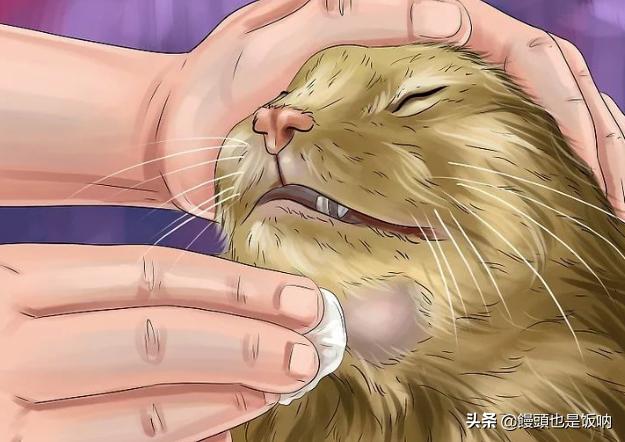 皇家猫粮怎么看保质期:都说猫吃皇家猫粮会黑下巴，那么黑了下巴有啥影响？