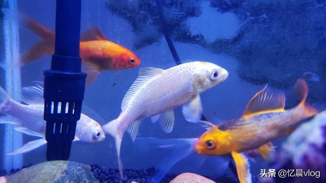 头条问答 买了个72 53 44的缸 养什么鱼最好养 就是不容易挂 12个回答