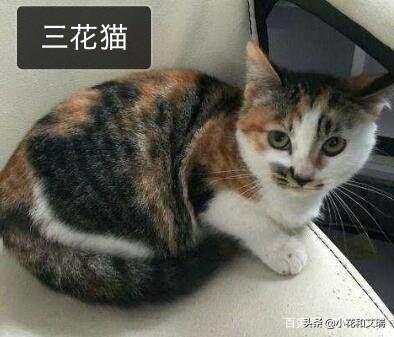 四川简州猫是招财猫吗:啊有谁知道猫的品种啊?中国的和其他比较有名的品种啊？