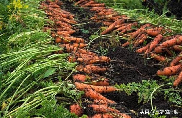 花叶芋根结线虫病:种植胡萝卜如何防治根结线虫？