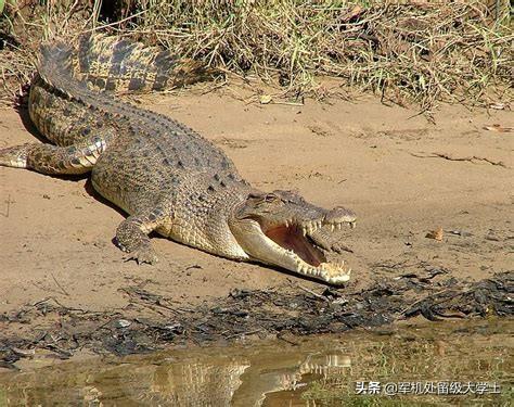 湾鳄:尼罗鳄古斯塔夫和湾鳄洛龙谁更厉害？