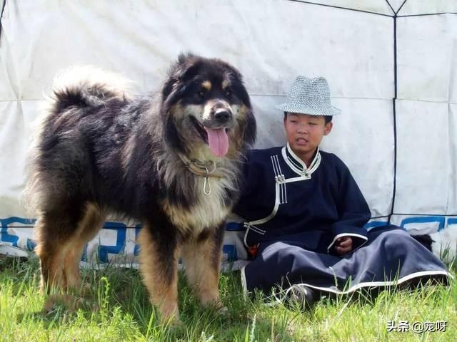 班克尔犬 蒙古獒:藏獒价格跌到冰点！是有钱人不稀罕了！还是本来就是资本游戏？