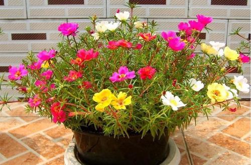 小型观花植物:家里空间小有什么适合养的植物？