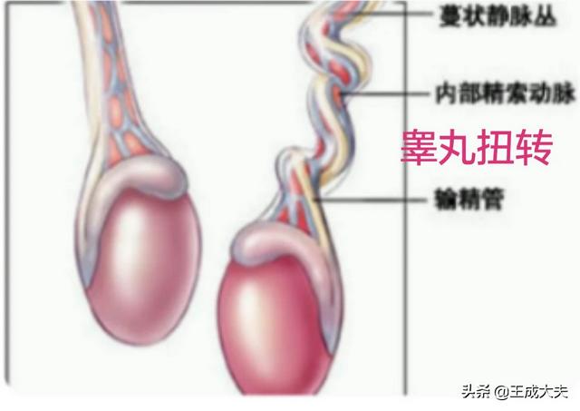 童尿蛋:童子尿煮鸡蛋真的有营养吗