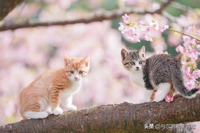 爱就一个字我只说一次:你认为一生只爱一个人是幸福还是遗憾？为什么？