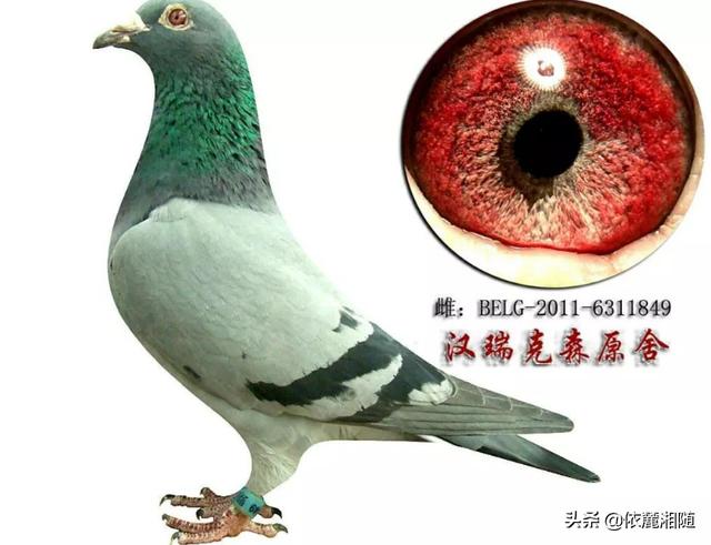 鸽子眼里的适应圈是怎么形成的，鸽子是怎样认路的您知道吗