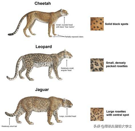 能家养的最大的猫科动物:你觉得哪种猫科动物的体型比例是最完美的？ 可以家养的大型猫科动物