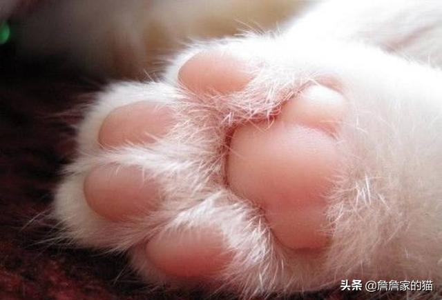 曼克斯猫性格:怎么通过猫咪的爪相看性格？ 曼克斯猫