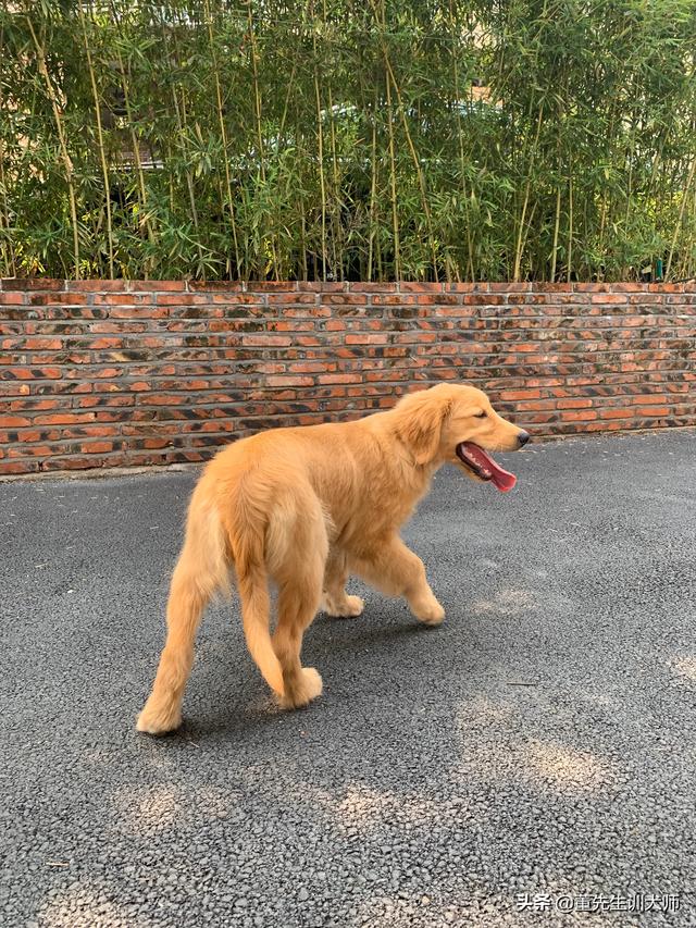 淘宝北京犬业联盟:带小狗自驾游，住店咋办？