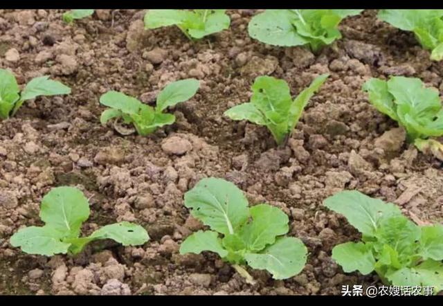 种植大白菜什么时候浇水最好，大白菜几月份种植？怎么种植？