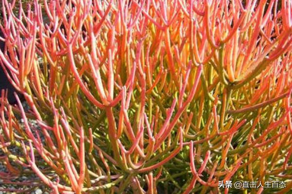 光棍树:光棍树是什么样的一种植物？