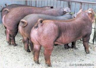 泰国小香猪适合在家里养吗:之前很多创业者放养的小香猪，为什么现在却少有人养了？