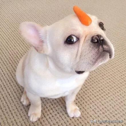 法国斗牛犬母很难养吗:饲养法国斗牛犬会遇到什么问题？