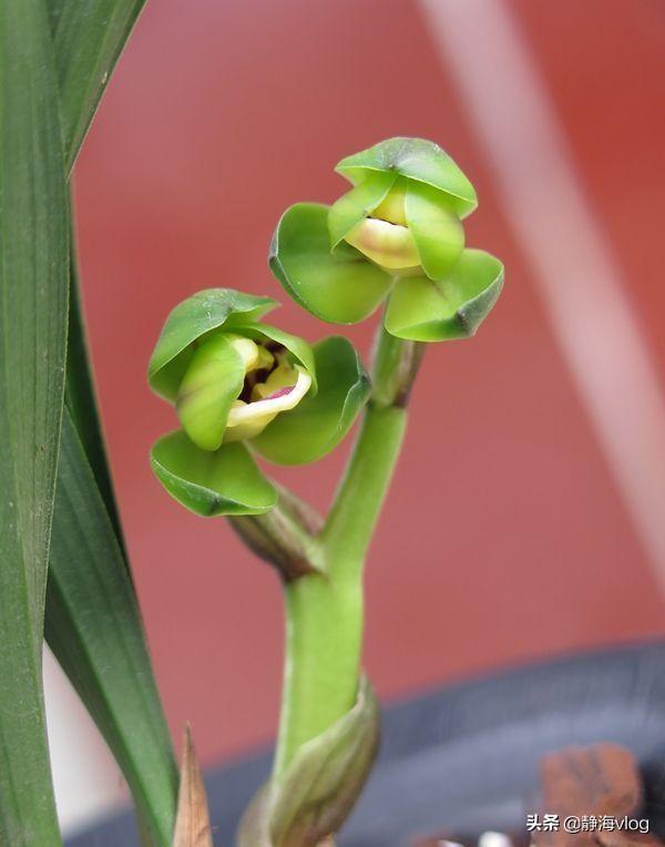 頭條問答 - 春蘭玉玲瓏2年開一次花嗎?養的時候要注意什麼?(6個回答)