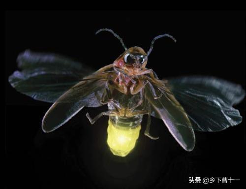 萤火虫祖先被发现:你上次见到萤火虫是哪年了？感觉怎么样？