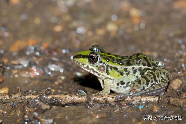 青蛙和牛蛙的区别、田鸡蛤蟆青蛙的区别、青蛙，牛蛙和蛤蟆的区别是什么？