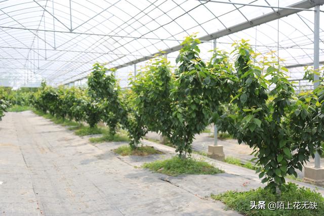 北方樱桃树现在可以修剪了吗？