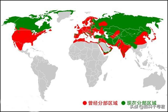 东北虎资料:老虎具备单独吃掉成年犀牛的能力吗？