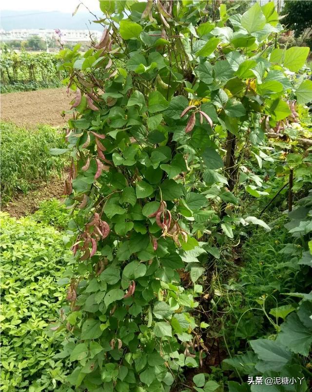 扁豆如何种植才能高产?